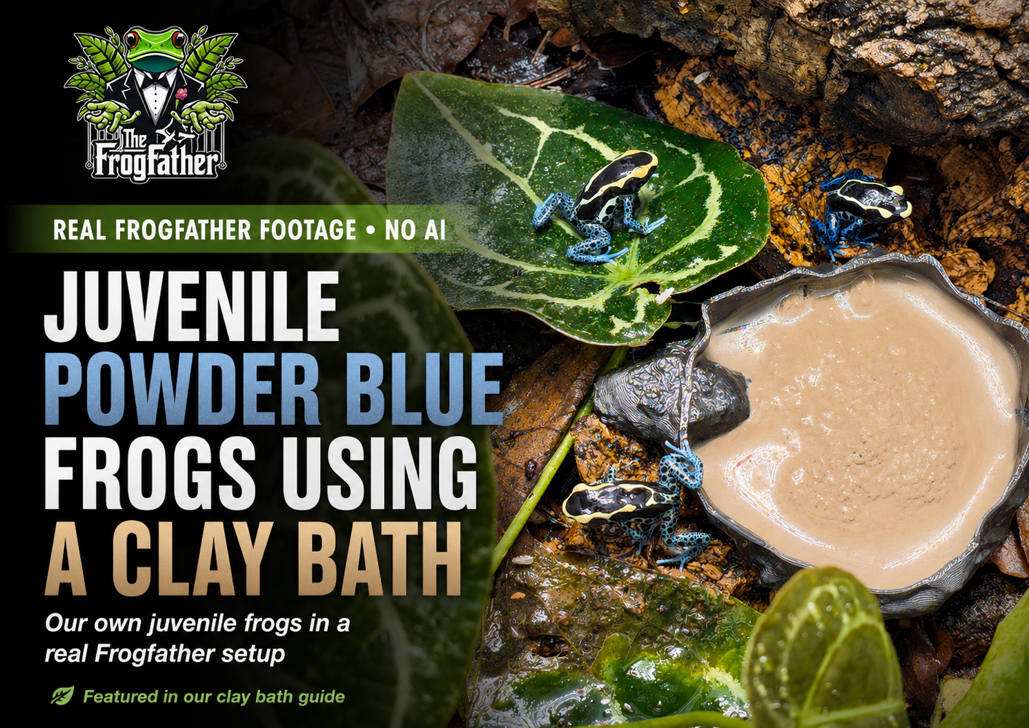 Juvenile Powder Blue dart frogs using a Frogfather clay bath in a real bioactive vivarium