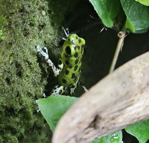 Oophaga pumilio 'Chiriqui Grande'