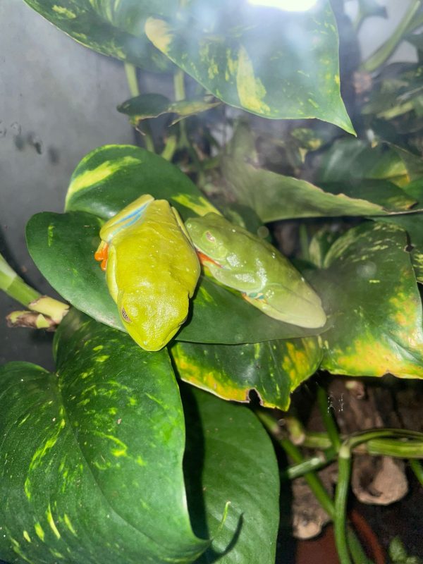 Red-Eyed Tree Frogs for Sale UK (Agalychnis callidryas) - Image 5