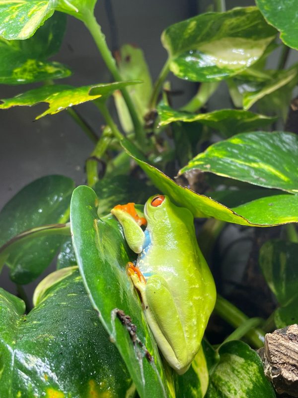 Red-Eyed Tree Frogs for Sale UK (Agalychnis callidryas) - Image 4