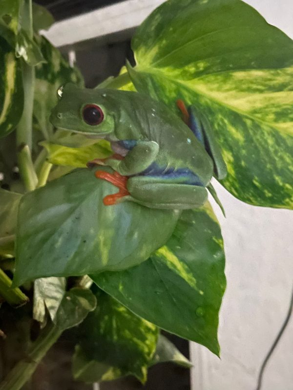 Red-Eyed Tree Frogs for Sale UK (Agalychnis callidryas) - Image 3