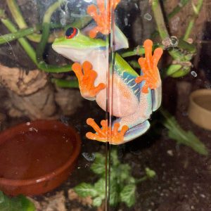 Red-Eyed Tree Frog clinging to glass inside a tropical vivarium – Agalychnis callidryas for sale UK