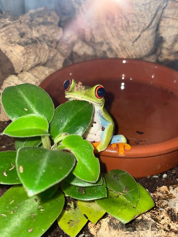 Red-Eyed Tree Frogs for Sale UK (Agalychnis callidryas) - Image 2