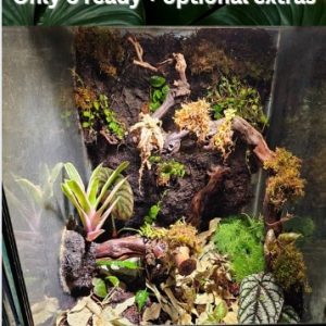 Eurostyle vivarium full setup with integrated lighting, live tropical plants, layered substrate, and natural decor – perfect for bioactive terrariums.