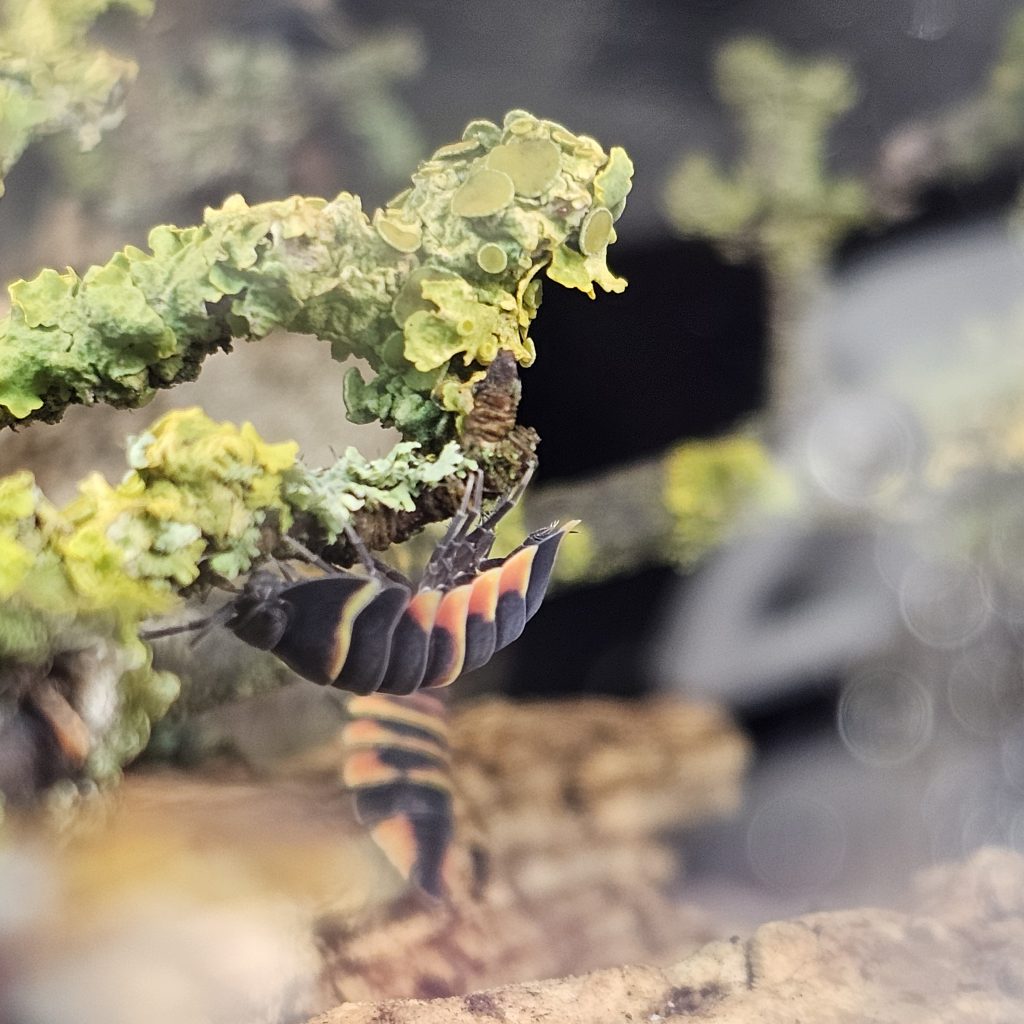 ember bee in with dartfrogs