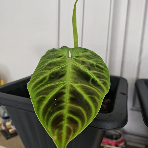 Bioactive Vivarium Plant Bundle – 12 Mixed Rare & Shingling Plants - Image 8