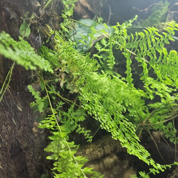 Bioactive Vivarium Plant Bundle – 12 Mixed Rare & Shingling Plants - Image 7