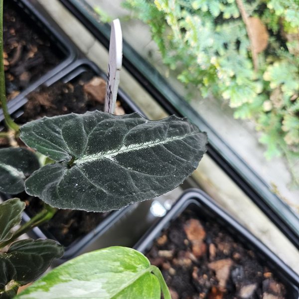 Bioactive vivarium plant bundle – 12 rare aroids and shingling plants for terrariums UK