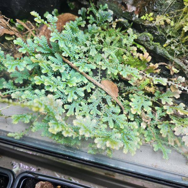 Bioactive Vivarium Plant Bundle – 12 Mixed Rare & Shingling Plants - Image 9