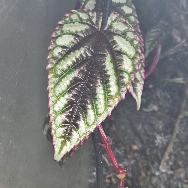 Bioactive Vivarium Plant Bundle – 12 Mixed Rare & Shingling Plants - Image 13