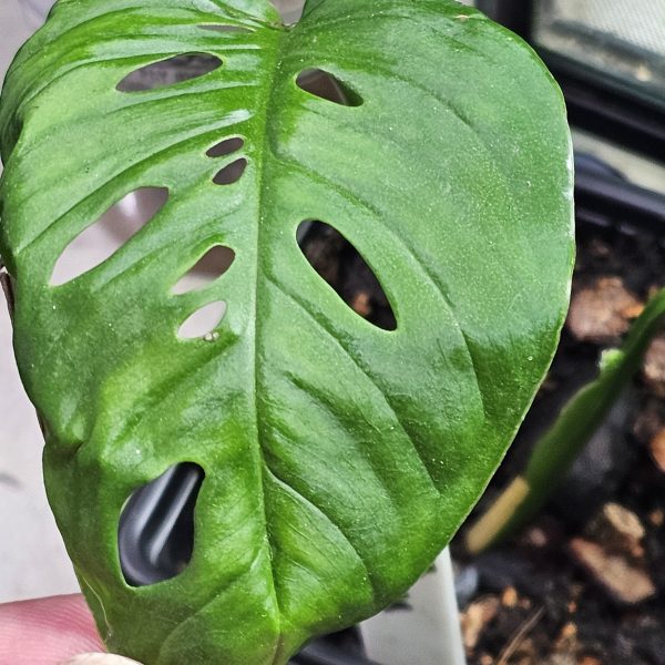 Bioactive Vivarium Plant Bundle – 12 Mixed Rare & Shingling Plants - Image 12