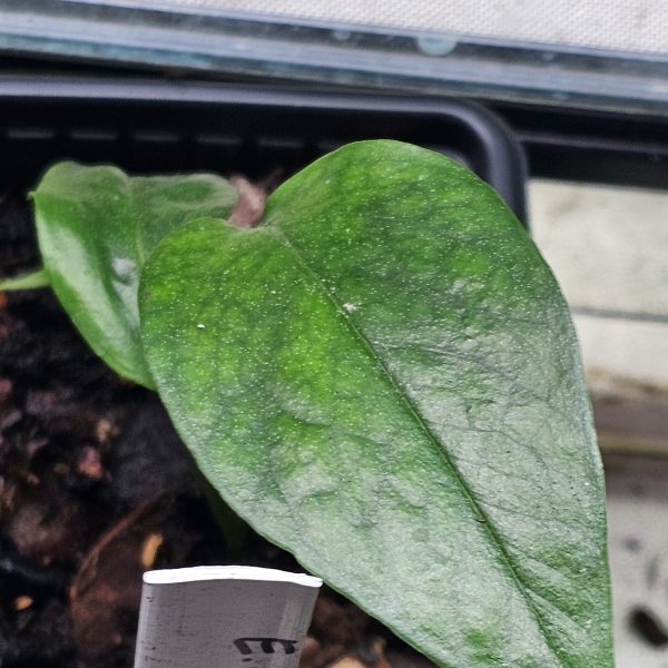Epipremnum pinnatum variegata and Monstera lechleriana terrarium plants