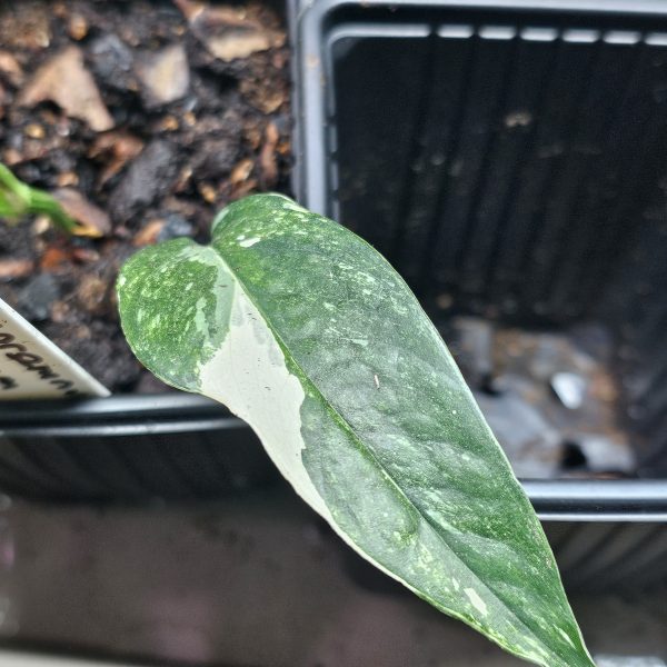 Bioactive Vivarium Plant Bundle – 12 Mixed Rare & Shingling Plants - Image 6