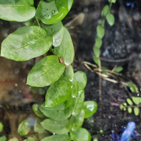 Bioactive Vivarium Plant Bundle – 12 Mixed Rare & Shingling Plants - Image 11