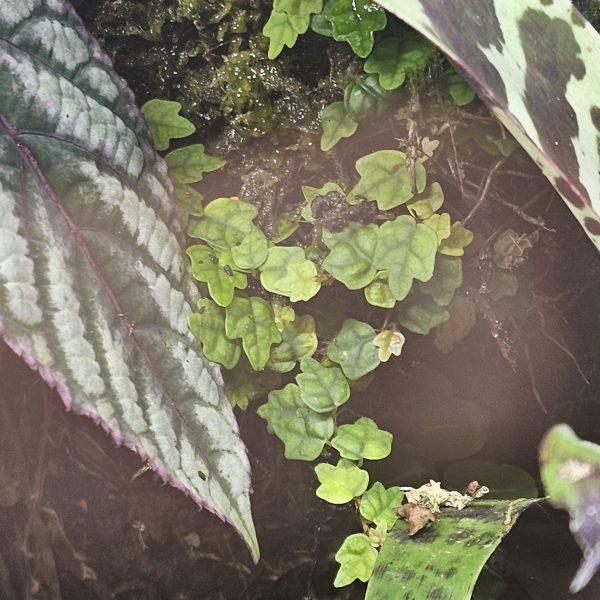 Ficus oak leaf, Marcgravia shingling plant, and Begonia species for bioactive terrariums