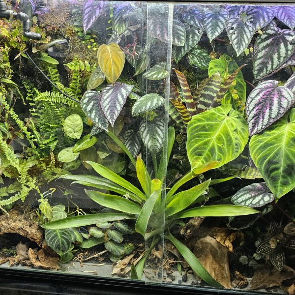 Create the ultimate bioactive vivarium with our 12-plant bundle—rare aroids, shingling plants & more. Perfect for dart frogs, isopods & terrariums.