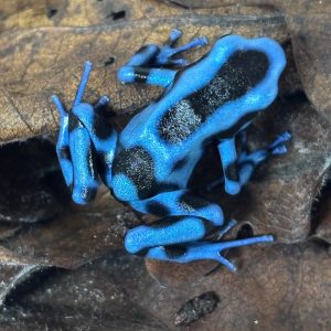 Blue & Black Auratus Dart Frog (Dendrobates auratus) juvenile – UK bred, collection in Whitstable only