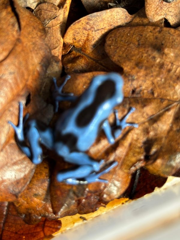 Blue & Black Auratus Dart Frog (Dendrobates auratus) juvenile – UK bred, collection in Whitstable only