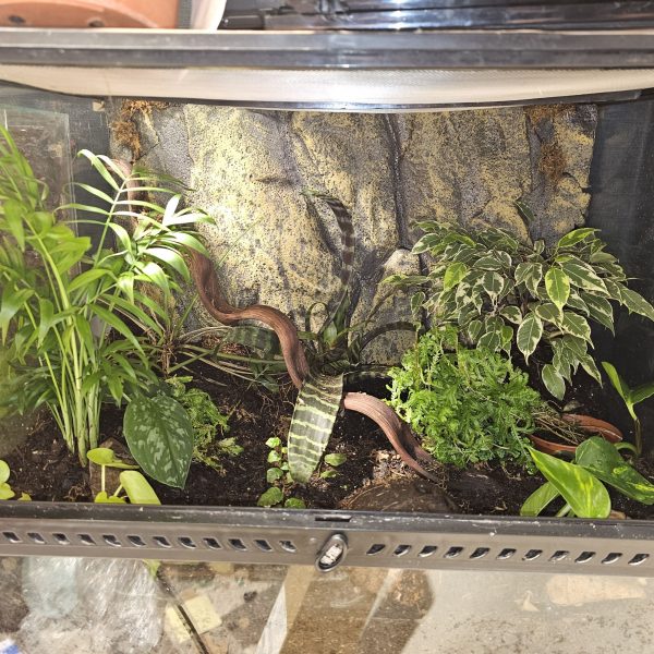 Bioactive 60cm vivarium with tropical plants and substrate, perfect for dart frogs