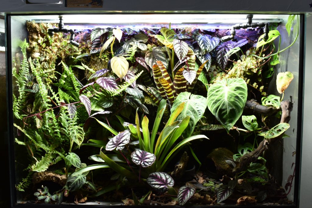 Overhead view of a lush, planted vivarium with soft, natural lighting simulating rainforest conditions for dart frogs"