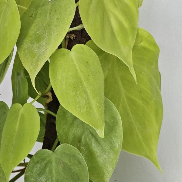 Pothos – Lemon - Rooted Cutting- Plant only