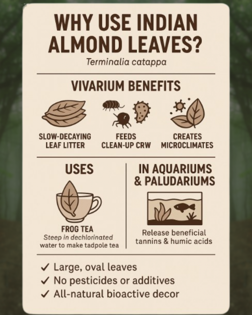 Infographic showing the benefits of Indian Almond Leaves in vivariums, aquariums, and for making frog tea. Highlights include slow-decaying leaf litter, microfauna support, tannin release, and their use in bioactive setups
