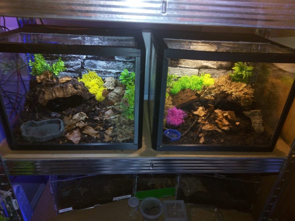 Customer-decorated 3D-printed invert enclosure (200x300x200mm) with moss, cork, and live isopods in a naturalistic micro-jungle setup.