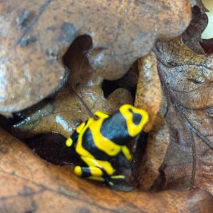 Dendrobates tinctorius ‘Lucemalia’ – Bumblebee Dart Frog Morph