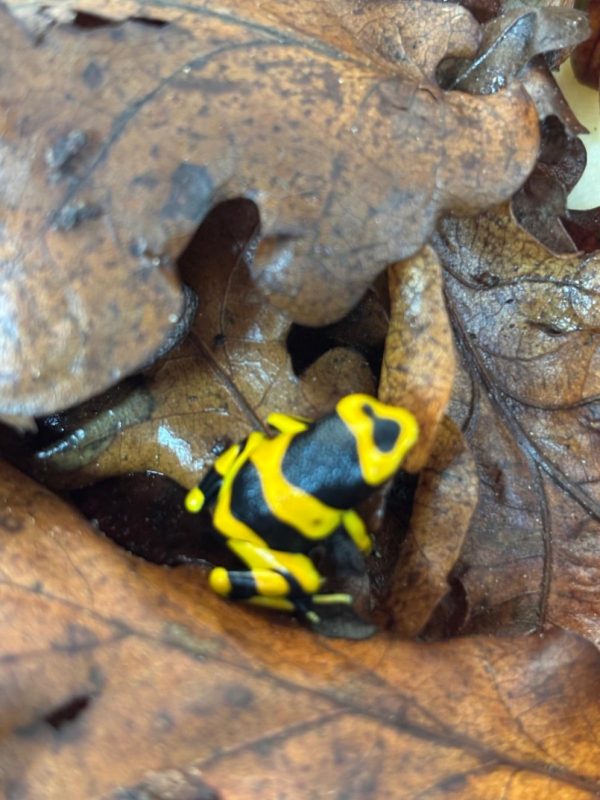 Dendrobates tinctorius ‘Lucemalia’ – Bumblebee Dart Frog Morph