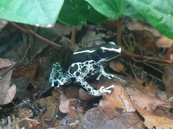 Trio of Powder Blue Dart Frogs with yellow backs and blue legs in a tropical vivarium