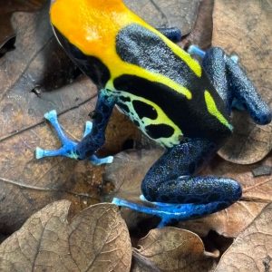Confirmed adult male Dendrobates tinctorius Brazil morph dart frog for sale in the UK.