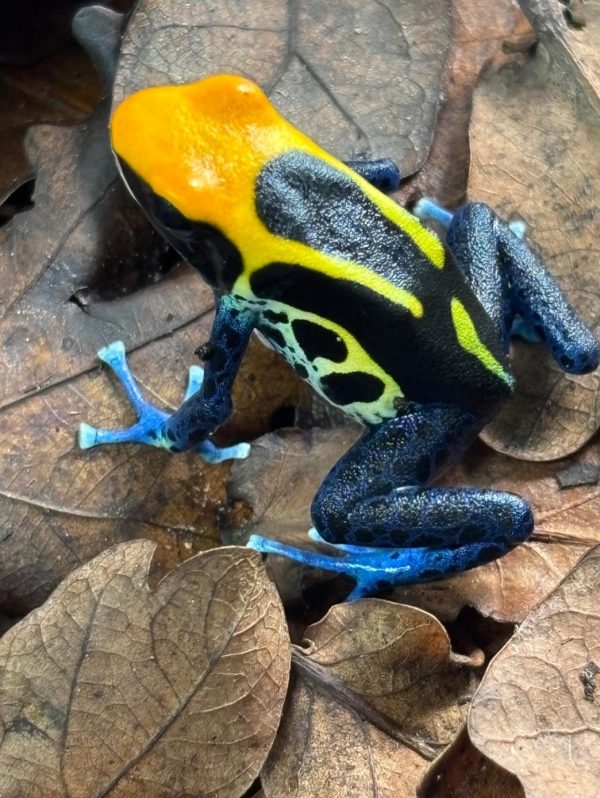 Brazilian Dendrobates tinctorius Dart Frog SEXED Pair ( UK Bred)