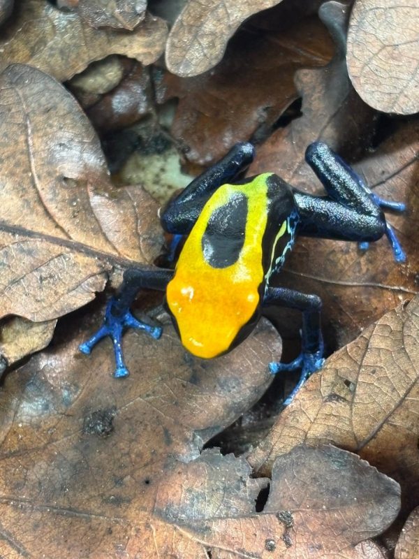 Brazilian Dendrobates tinctorius Dart Frog SEXED Pair ( UK Bred) - Image 5