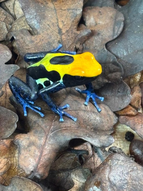 Brazilian Dendrobates tinctorius Dart Frog SEXED Pair ( UK Bred) - Image 3