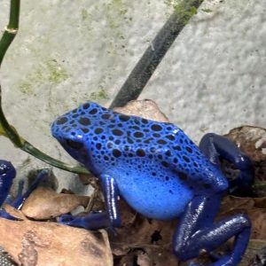 Dendrobates tinctorius "Azureus" (x2) pair
