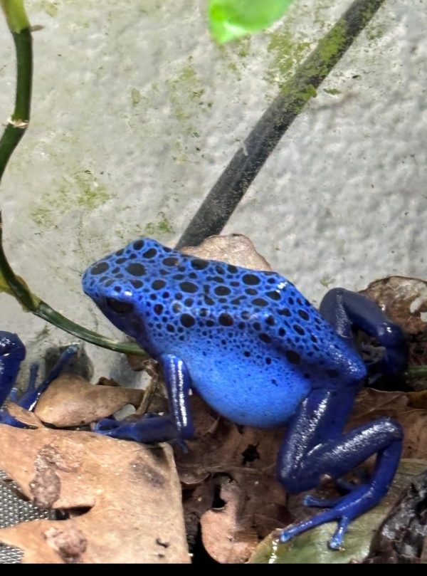 Dendrobates tinctorius "Azureus" (x2) pair