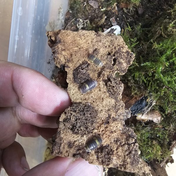 Ultimate Mixed Isopod Group – 23+  Species with Rare Morphs & Mixed Colonies - Image 2