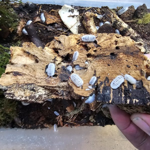 Ultimate Mixed Isopod Group – 23+  Species with Rare Morphs & Mixed Colonies - Image 3