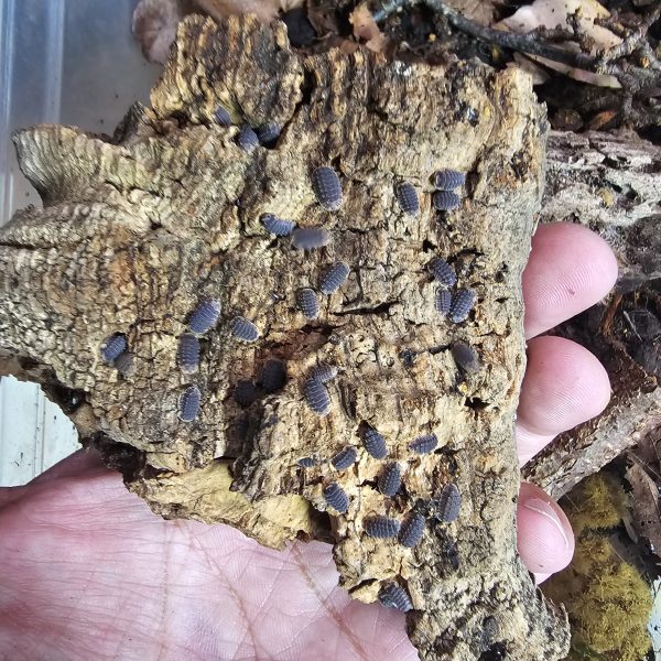 Ultimate Mixed Isopod Group – 23+  Species with Rare Morphs & Mixed Colonies - Image 6