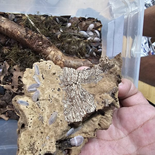 Ultimate Mixed Isopod Group – 23+  Species with Rare Morphs & Mixed Colonies - Image 7