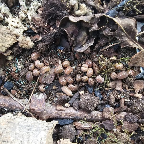 Ultimate Mixed Isopod Group – 23+  Species with Rare Morphs & Mixed Colonies - Image 8
