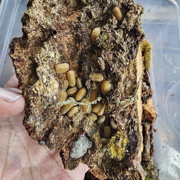 Ultimate Mixed Isopod Group – 23+  Species with Rare Morphs & Mixed Colonies - Image 9