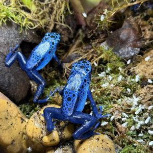 Bright blue Azureus dart frogs with black spotting