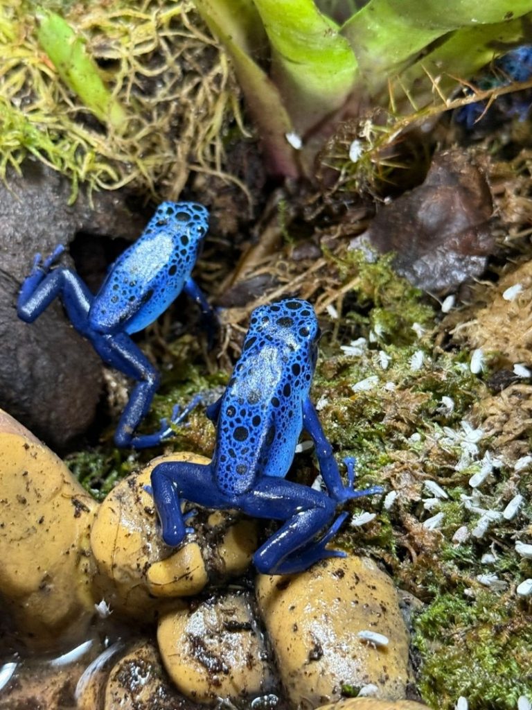 Bright blue Azureus dart frogs with black spotting EATING DYSTED FLIES