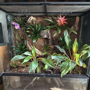 Fully aged bioactive 90x45x90 dart frog vivarium with UVB light and mister