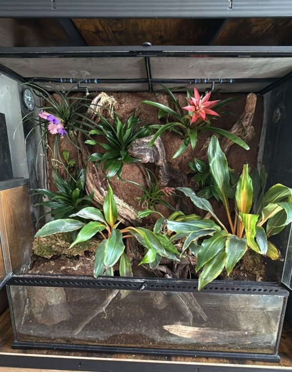 Fully aged bioactive 90x45x90 dart frog vivarium with UVB light and mister