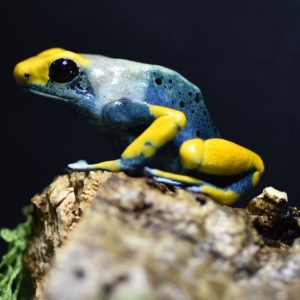 Adult Dendrobates tinctorius ‘Tumucumaque’ dart frog perched on a log in a bioactive vivarium.