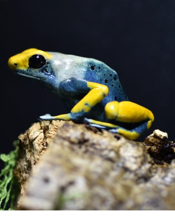 Adult Dendrobates tinctorius ‘Tumucumaque’ dart frog perched on a log in a bioactive vivarium.