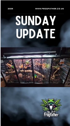 Large 120x60cm bioactive vivarium with new ventilation system, airlock feeding system, and custom background by The Frogfather