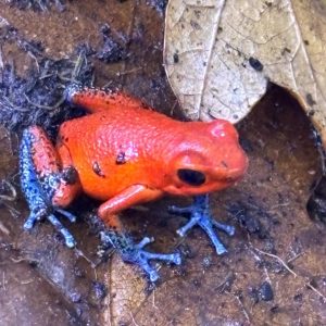 Almirante Oophaga pumilio froglet with red-orange body and blue legs on leaf litter in a tropical vivarium